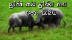 Nằm mơ thấy trâu đen đánh số gì? Cùng K8 giải mã giấc mơ