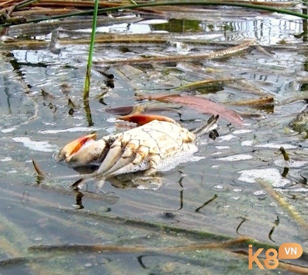 Chiêm bao thấy cua chết là điềm không tốt, hãy cẩn thận