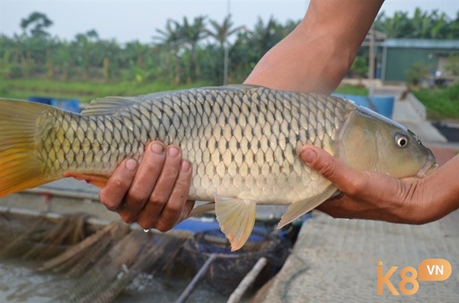 Mơ thấy bắt cá chép báo hiệu những thành tựu trong tương lai gần