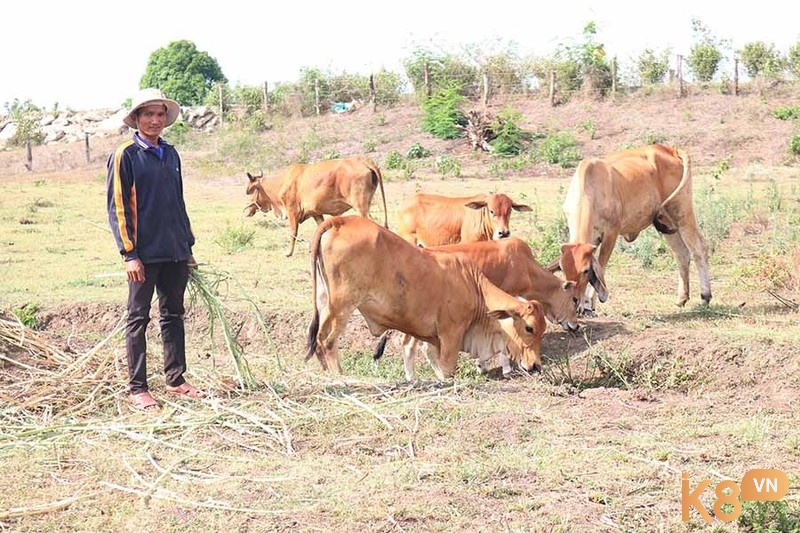 Nằm mộng thấy chăn một đàn bò nhắc nhở bạn biết tận dụng tài chính hiệu quả hơn